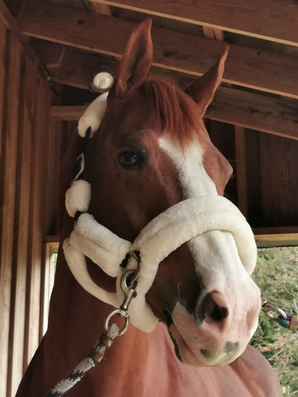 Furry Halters; Horses and Ponies, Matching Lead Rope