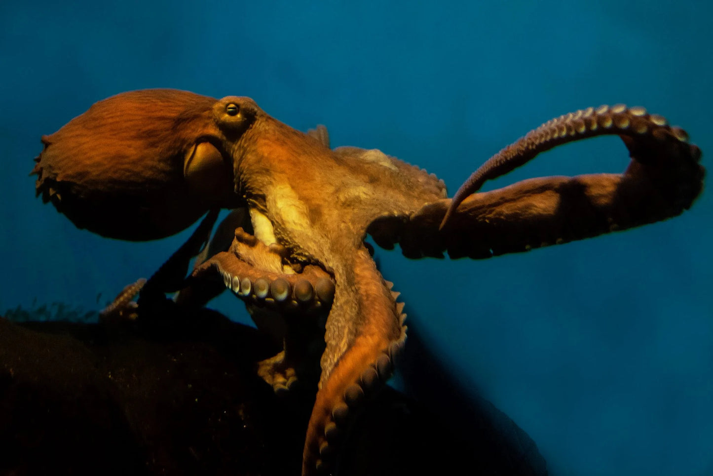 The Giant Pacific Octopus Mug: Made by Alex Shaffer, local artist, handmade in Roberts Creek